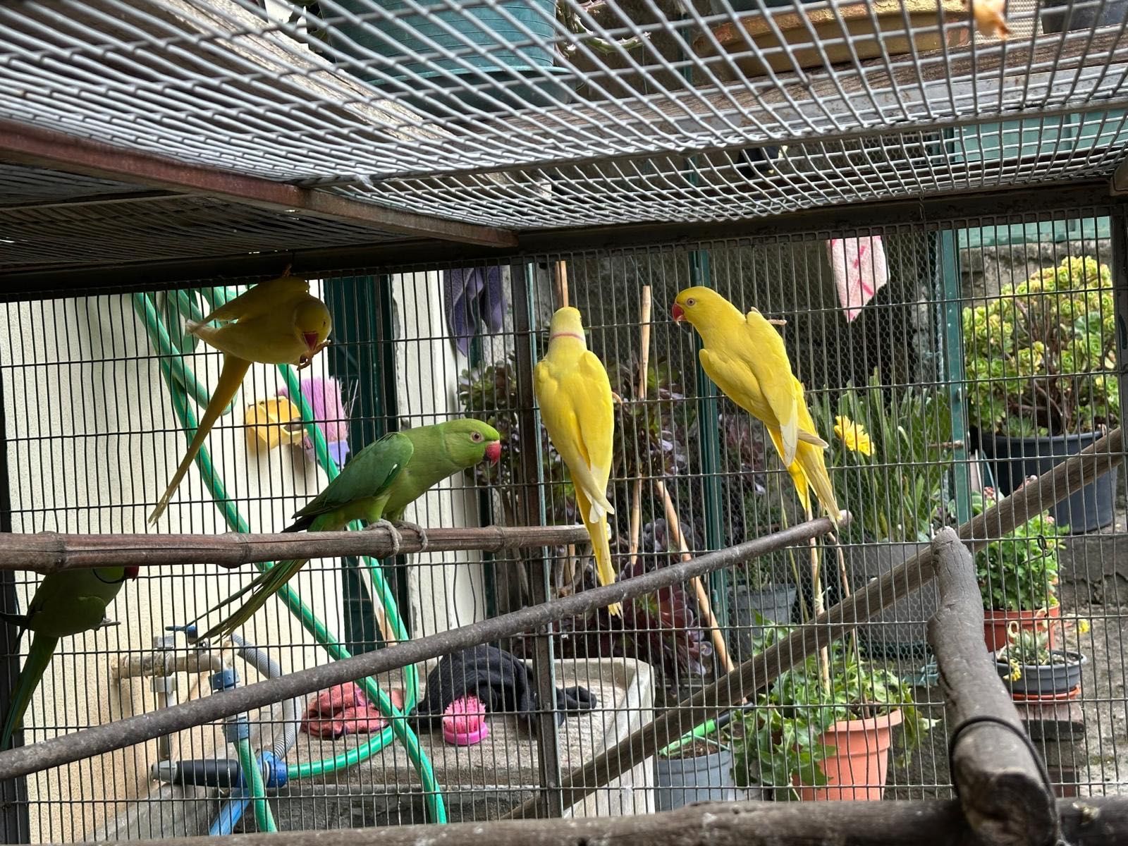 Ring Necks aduldos