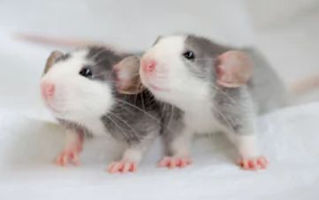 Декоративная дамбоухая умная маленькая крыска-крыса-малышы.