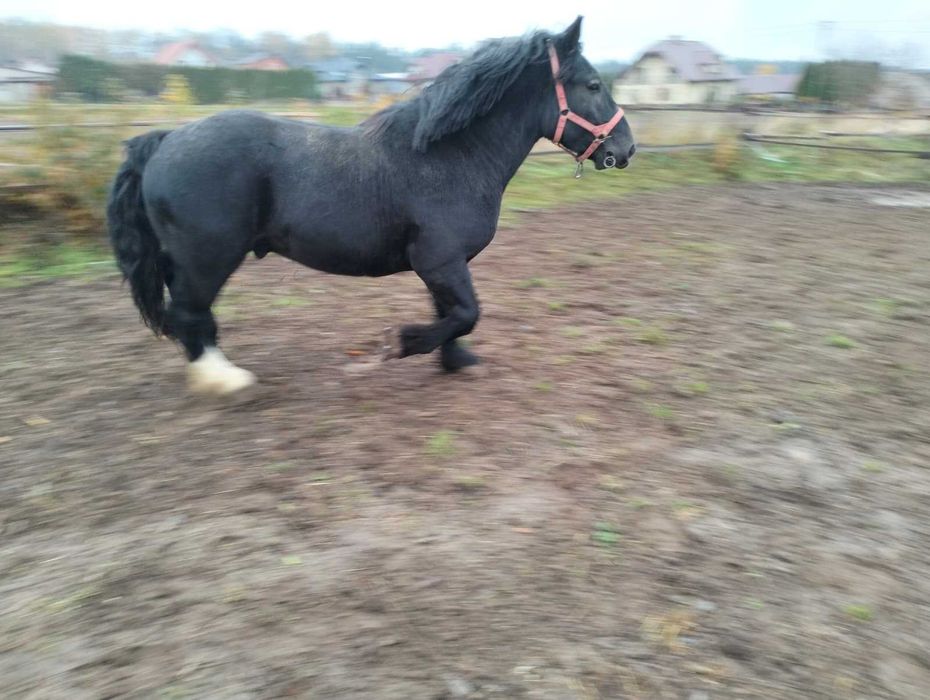 kary - zimnokrwisty - śmiga z furką