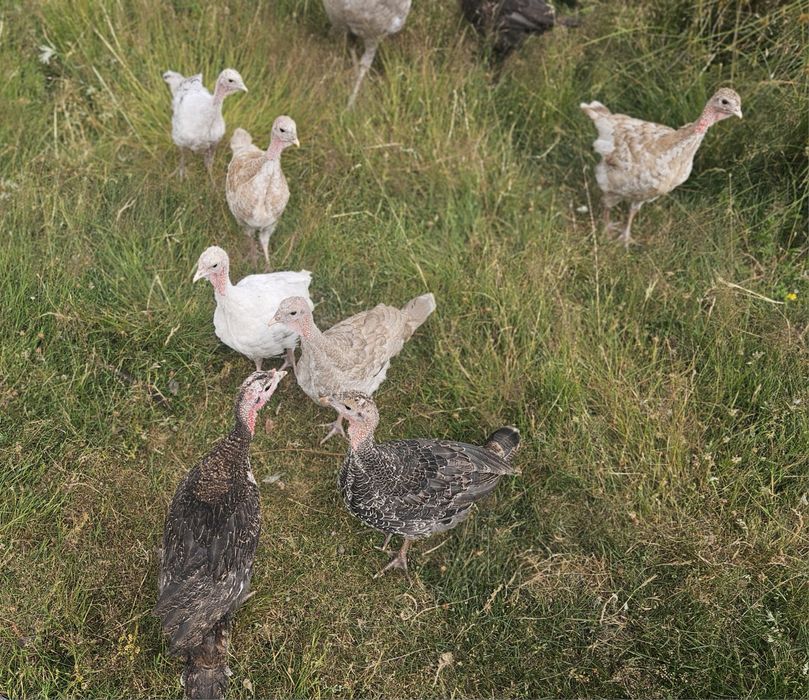 Indyczki młode w różnym wieku