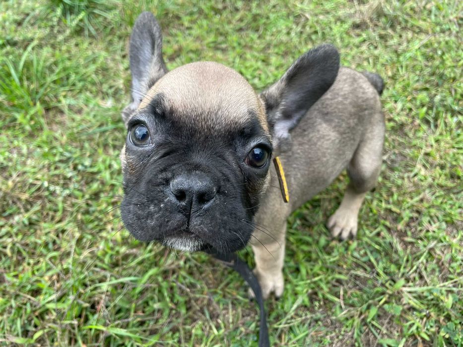 Buldog Francuski, pies Buldoga Francuskiego nie SUKA