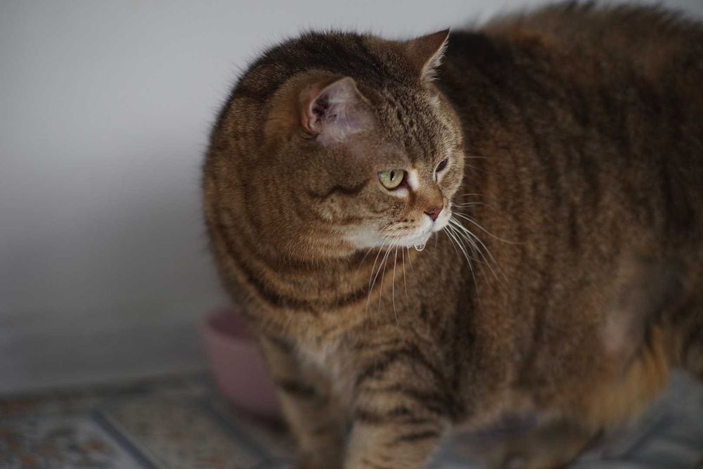 m42 S.M.C. Takumar 135/2,5 різьбовий світлосильний портретник/телевик