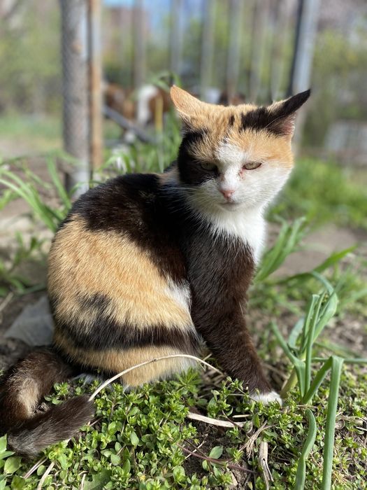 Ласкава триколірна кішечка шукає дім, стерелізована