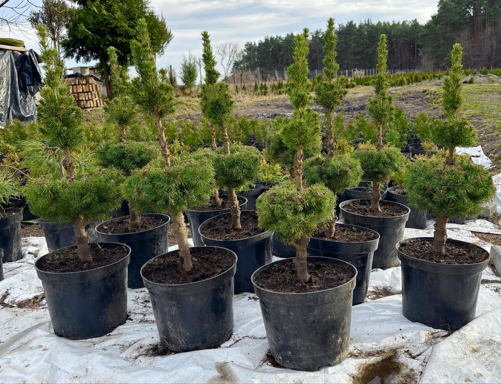 Tuje szamaragd | kulki | świerk Conica | krzewy ozdobne | berberysy |