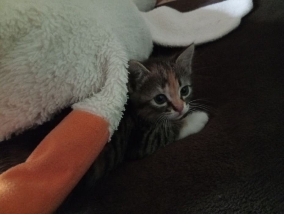 Віддам кота і кішечку у добрі руки