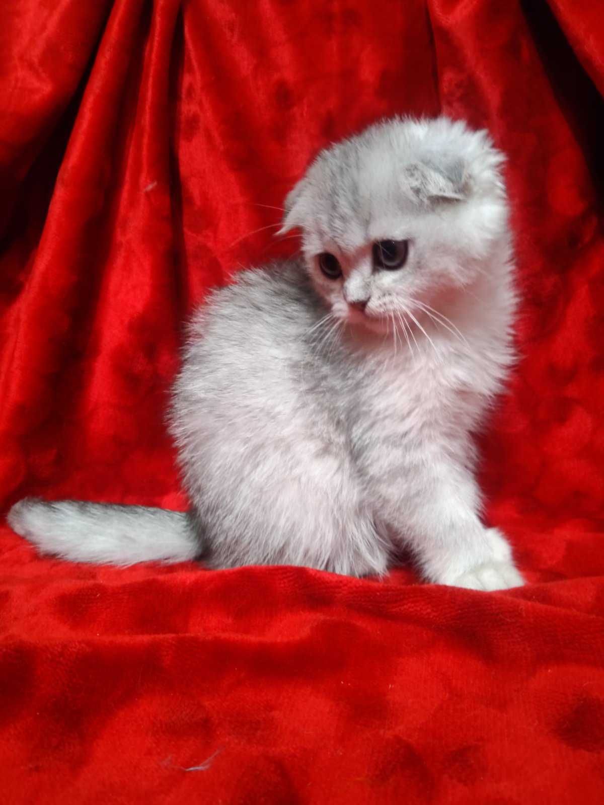 Милый мальчишка с паспортом"Scottish Fold"окрас Шиншилла