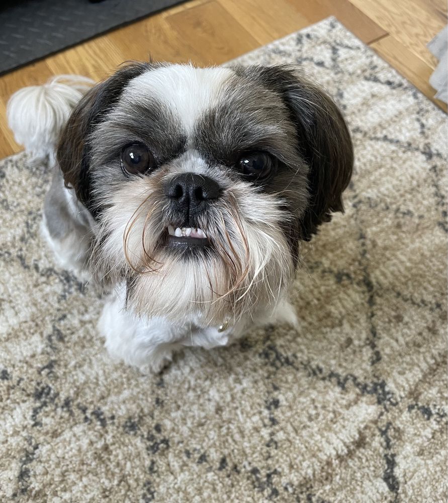 Shih tzu Reproduktor