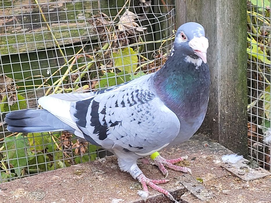 Gołębie staropolskie: para 7