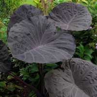 Kolokazja Colocasia Noble Gigante UNIKAT