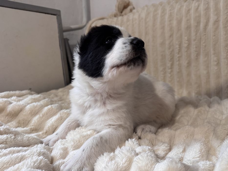 Продам цеценят алабая