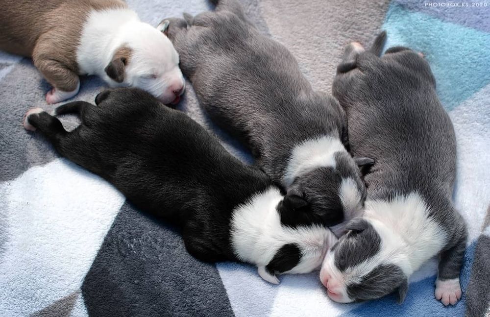 Голубые малыши в тяжолом типе ..