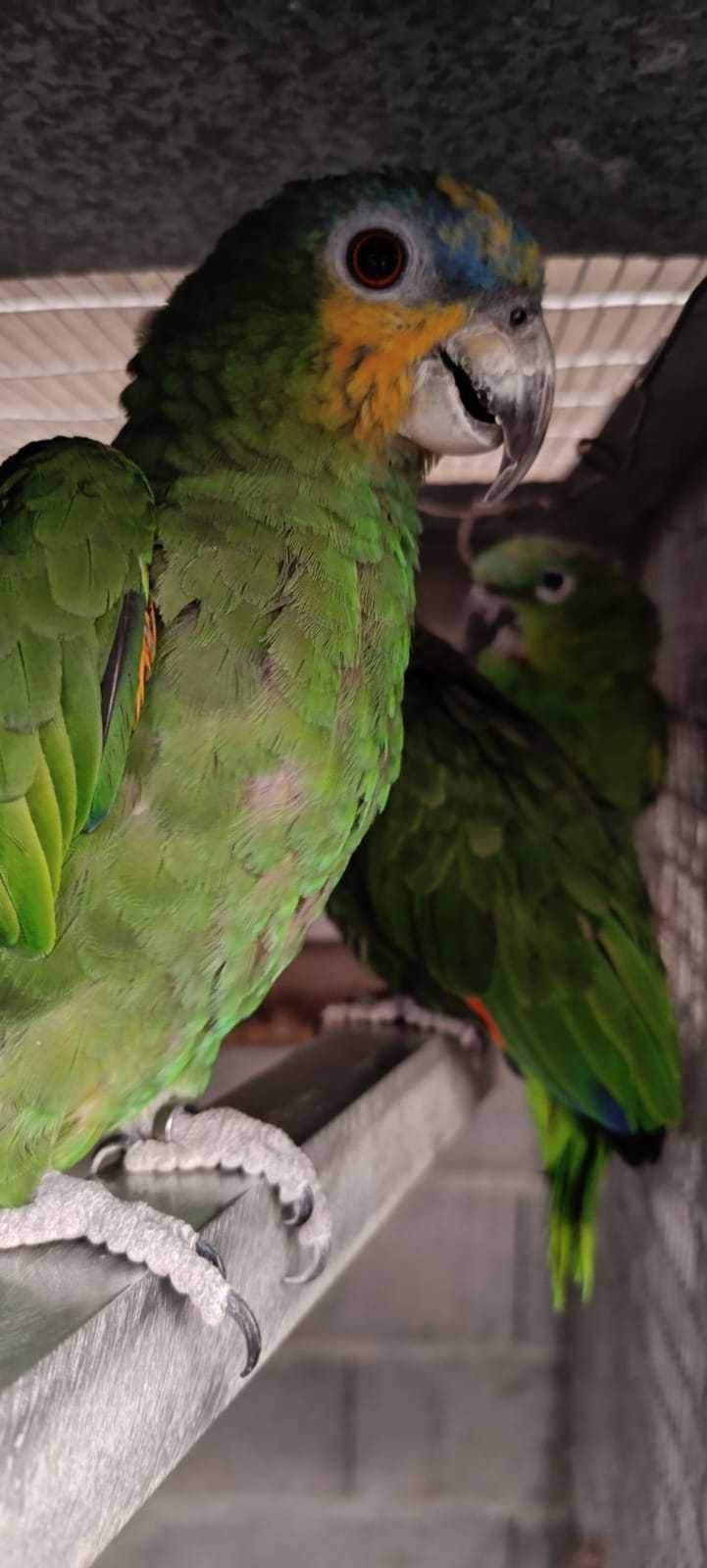 Papagaio Amazona Amazona