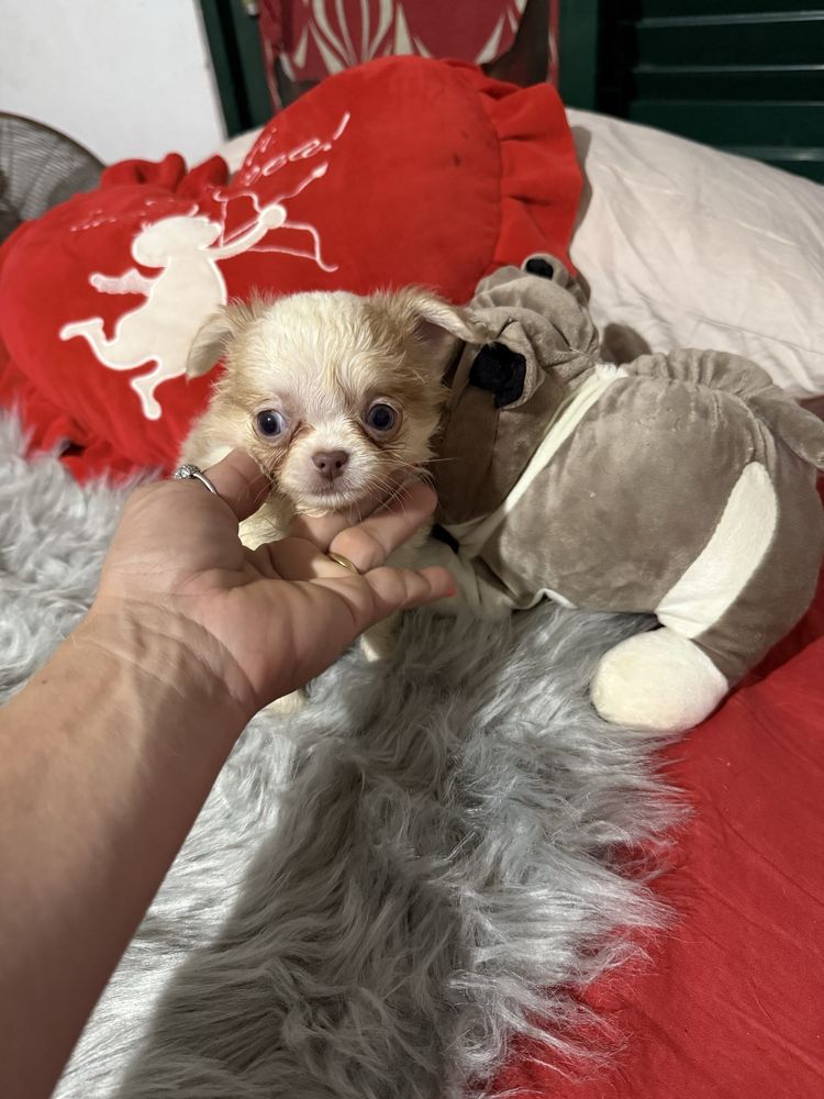 Lindo menino chihuahua pêlo longo