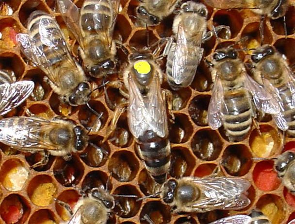 Бджоломатки КАРНІКА Плідні матки 2023 року Пчеломатки