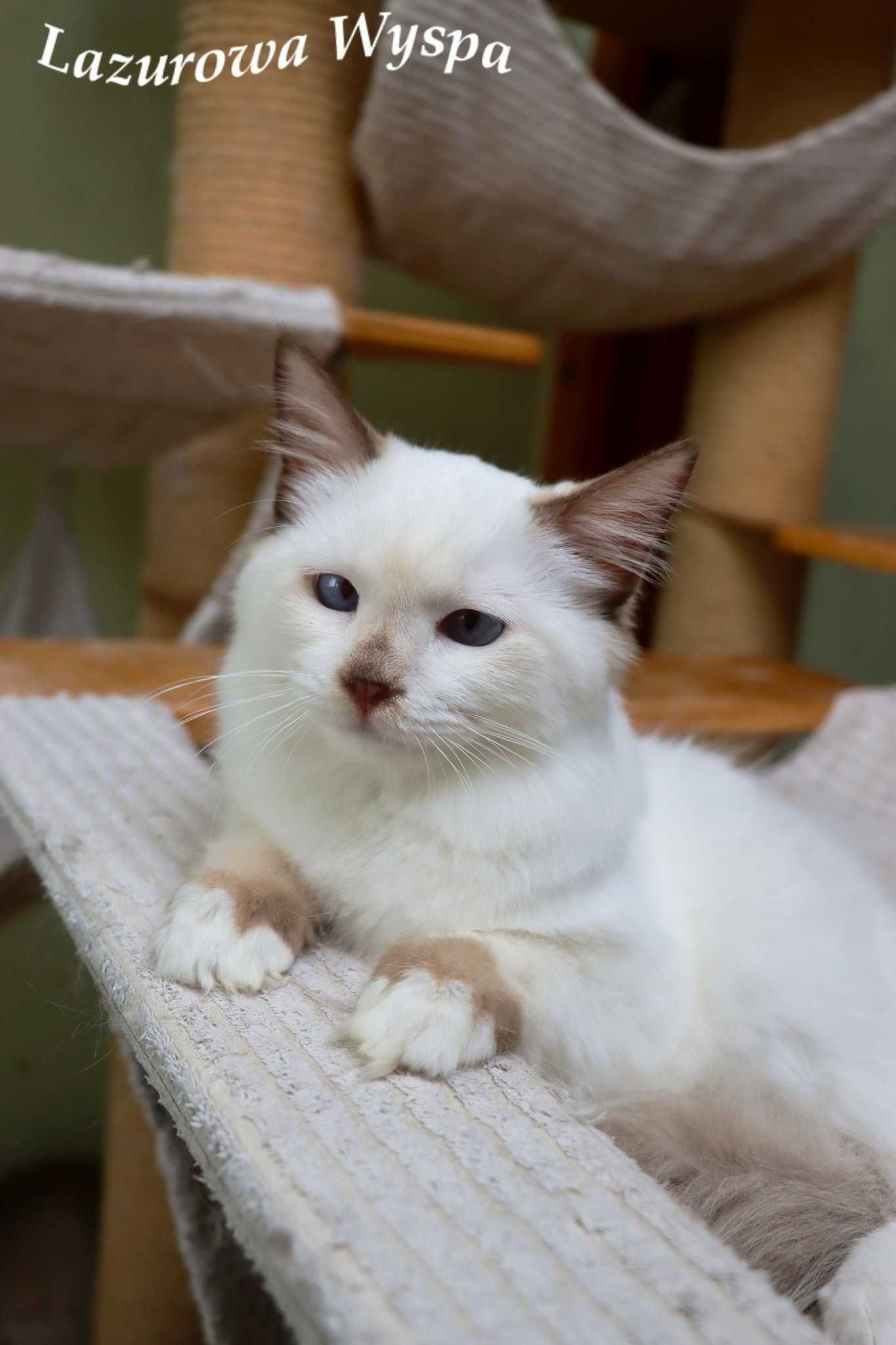 Europa ragdoll z Lazurowej Wyspy.