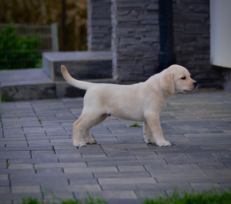 Labrador retriever