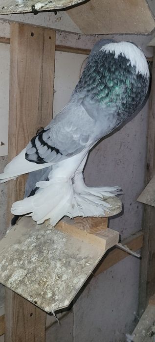 Garlacz garlacze pomorskie