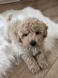 Maltipoo uroczy piesek