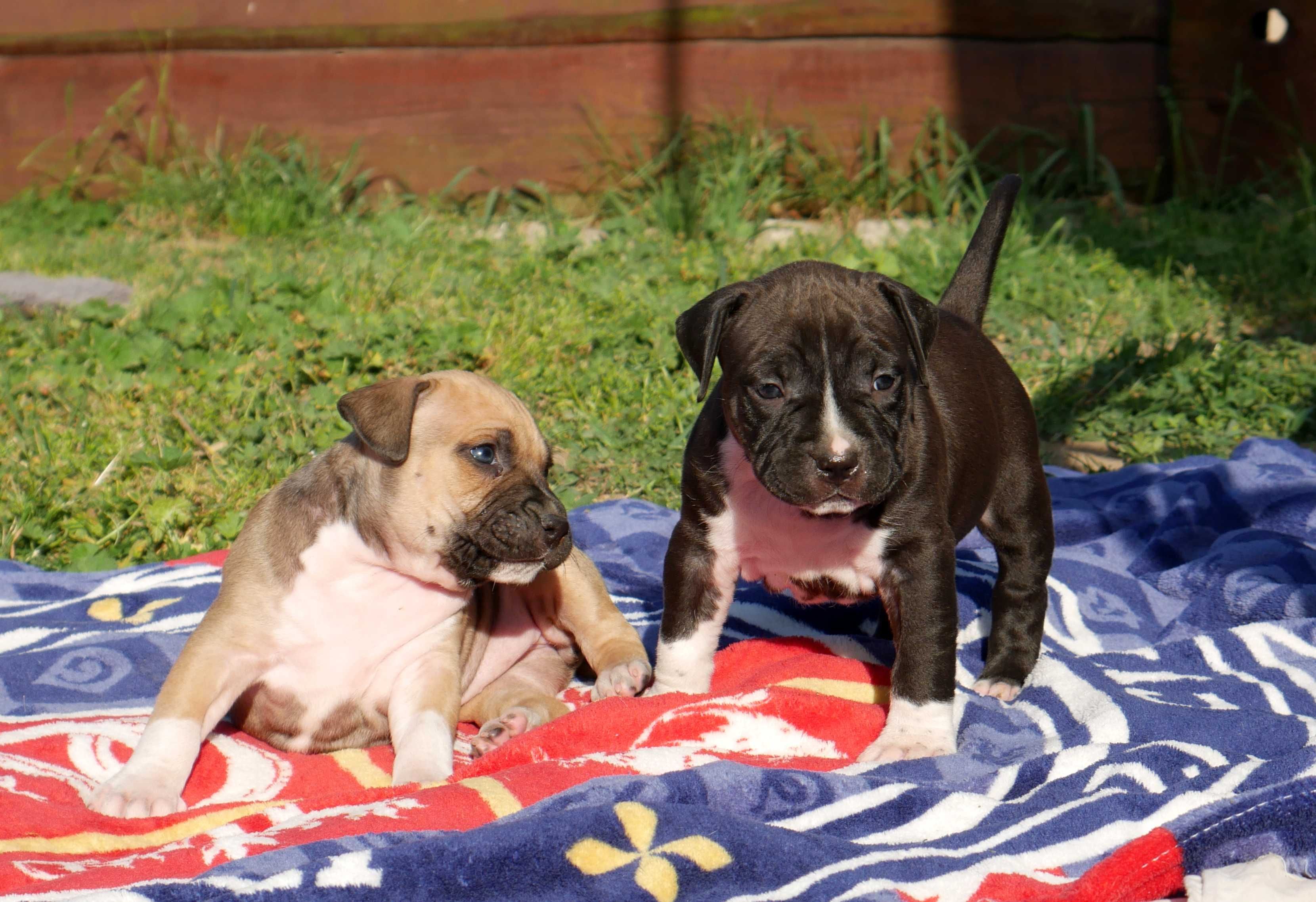 American Staffordshire Terrier ZKwP , Amstaff FCI , piękny PIESEK 7