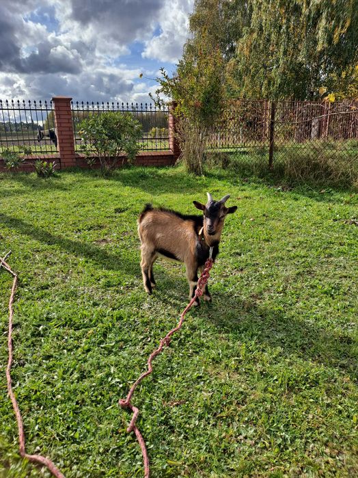 Na sprzedaz miniaturka Kozioł