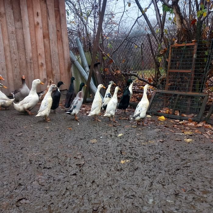 Kaczory biegusy indyjskie