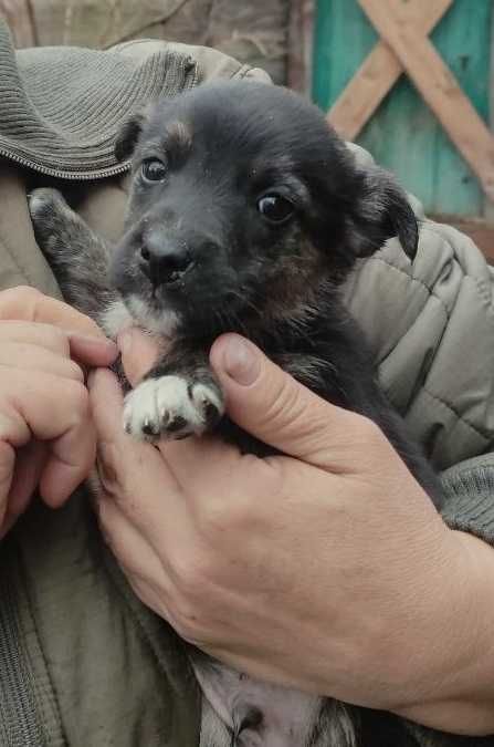 Цуценята Безкоштовно.