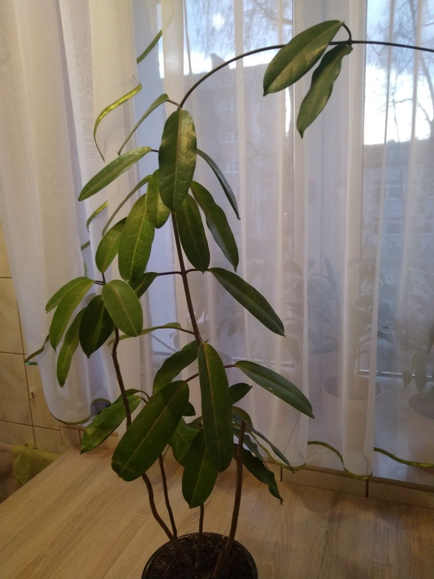 Kwiatek doniczkowy 75 cm