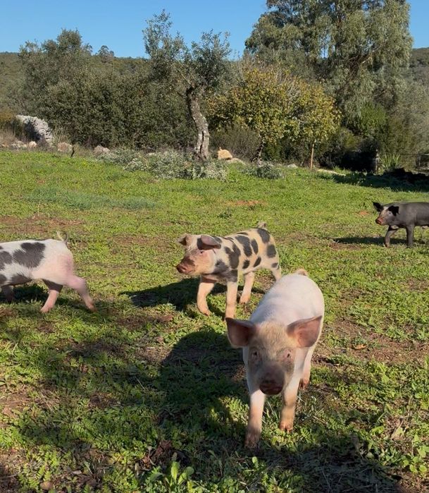 Leitão boa qualidade