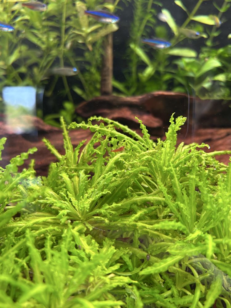 Krewetka neocaridina red cherry