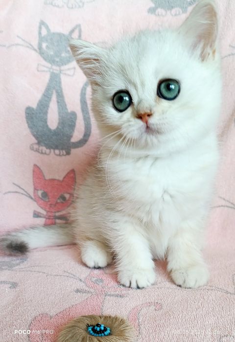 Кошечка серебристая шиншилла, шикарный окрас. Котята есть выбор Киев