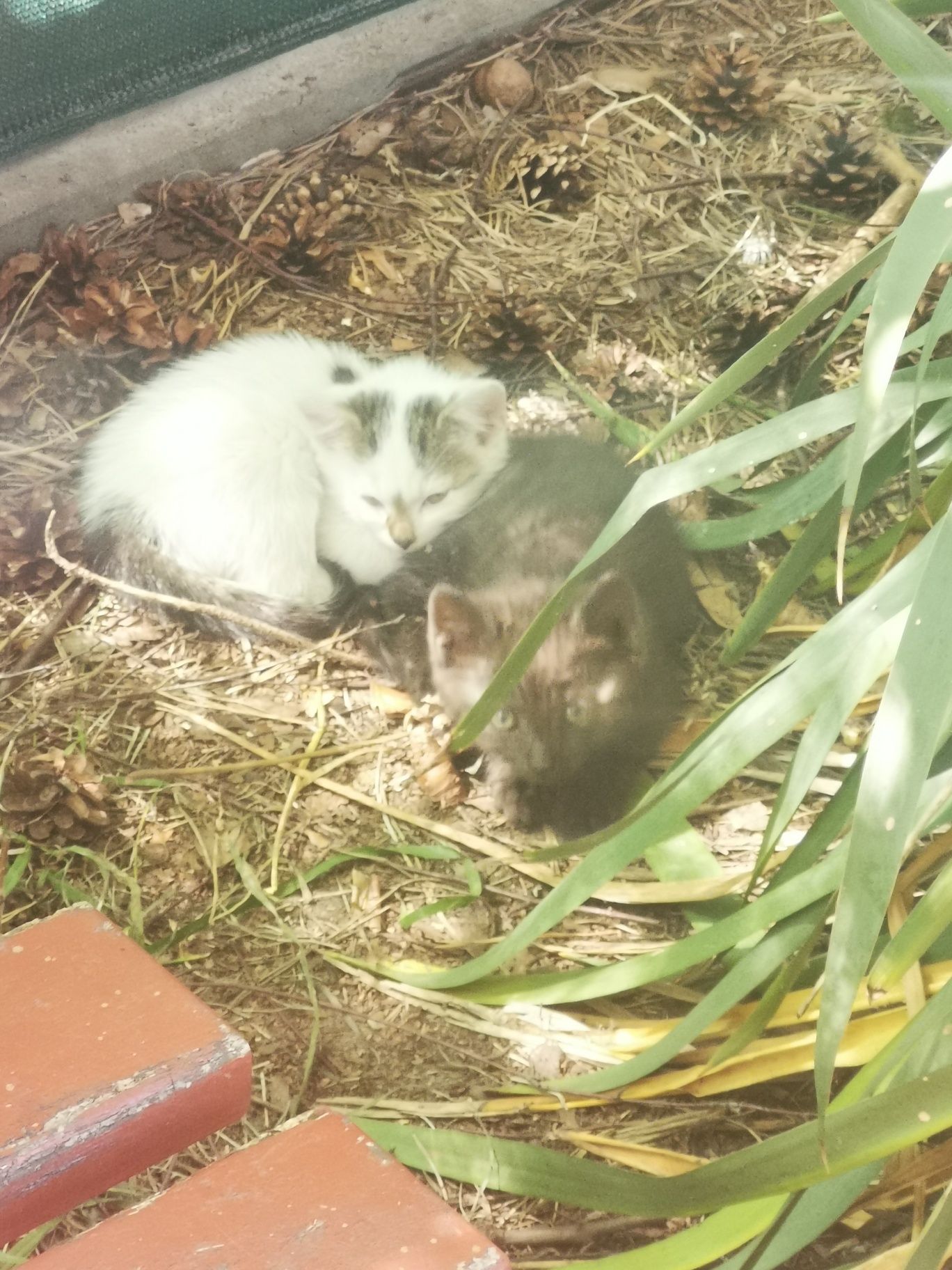 Kocięta do adopcji