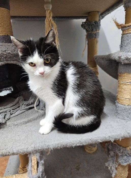 Kochana, wesoła i młodziutka Szaza szuka domu!