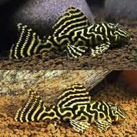 Hypancistrus L340 piękny Zbrojnik pleco