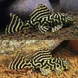 Dorosłe Hypancistrus L340 piękny Zbrojnik pleco