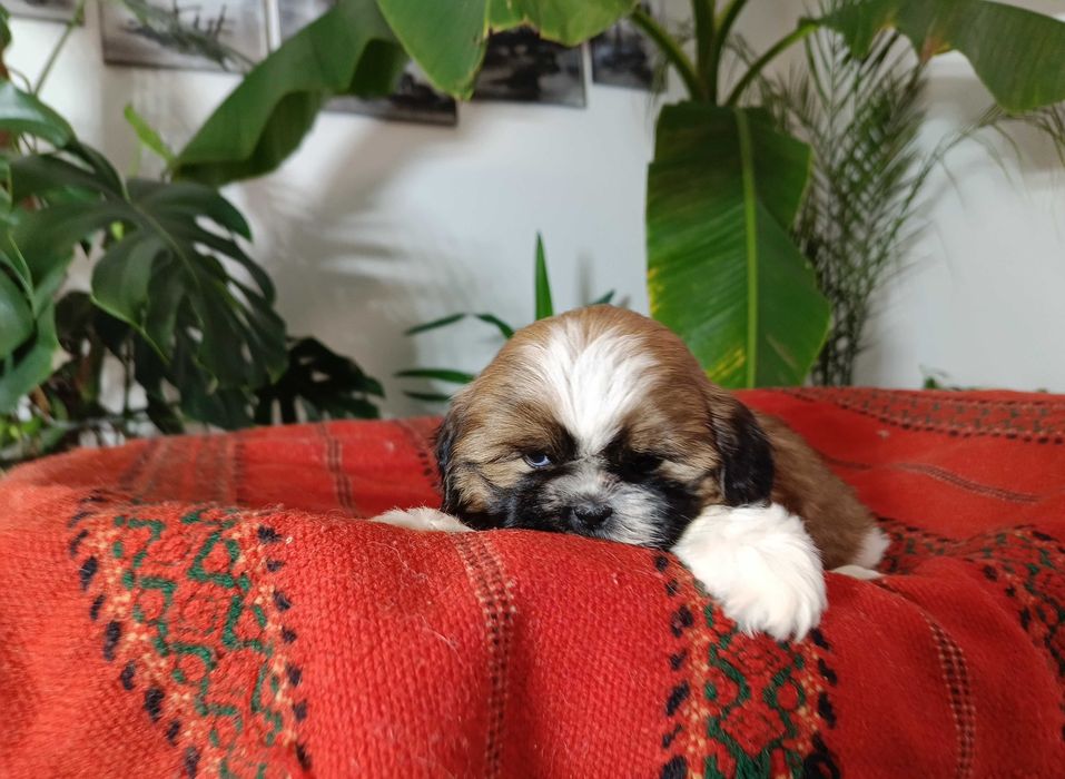 Shih Tzu suczka okolice Krakowa i Bochni