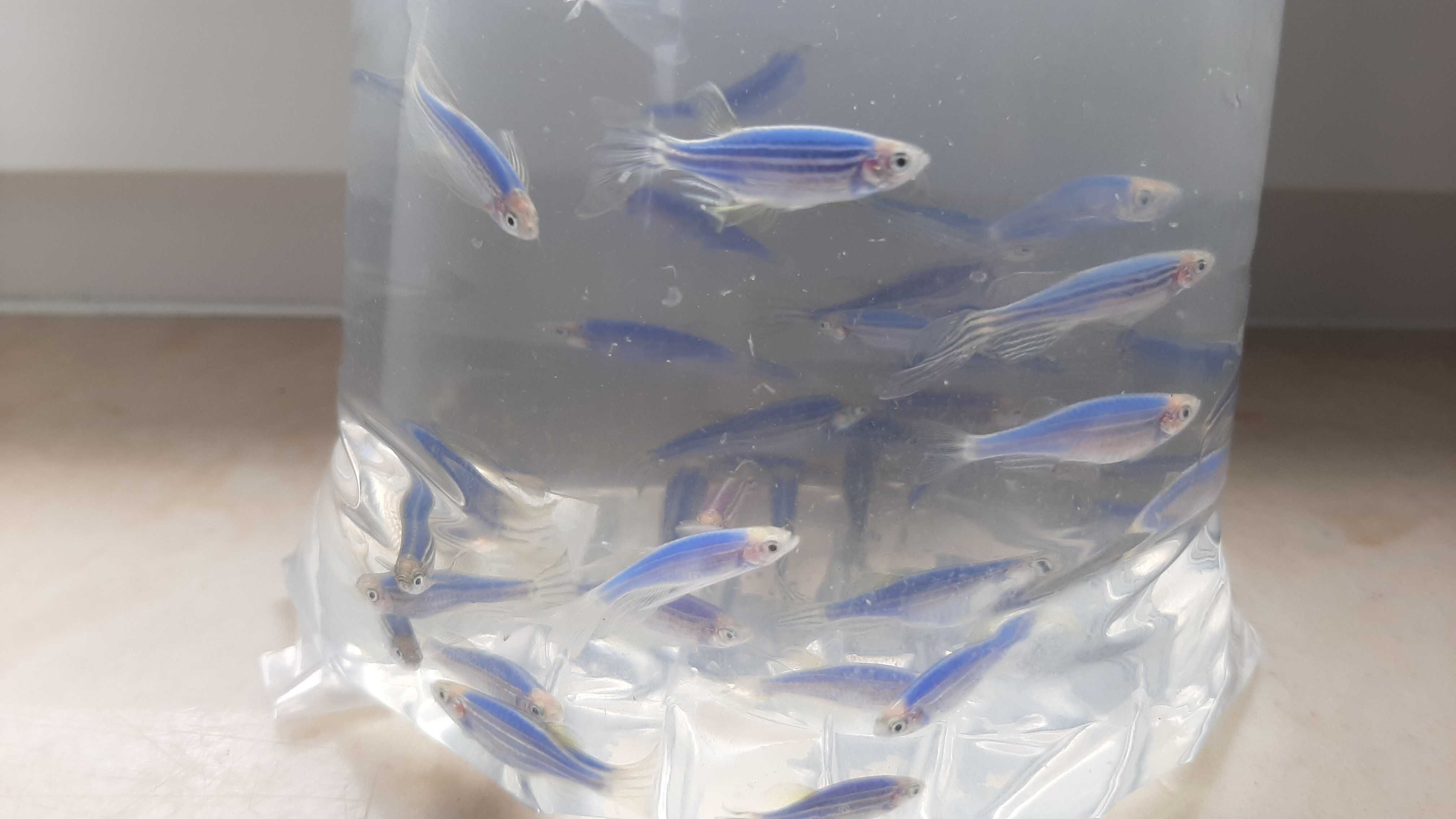 danio pręgowane ( różne kolory)