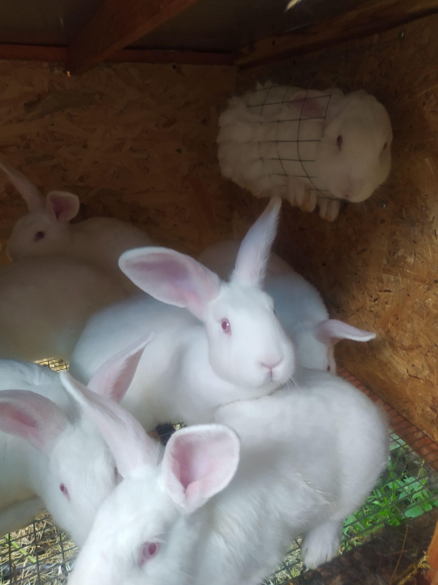 Кролики породы белый паннон взрослые.