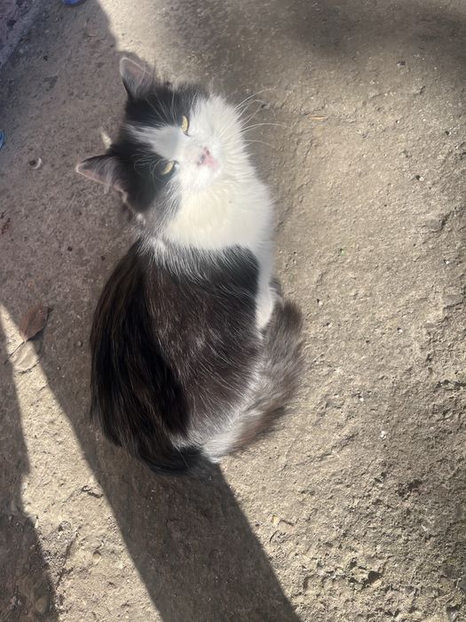 Киця Моллі в пошуках добрих господарів