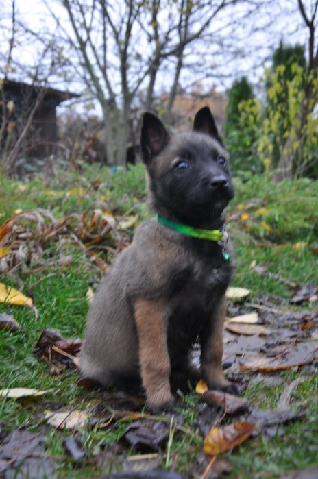 Малінуа бельгійська вівчарка