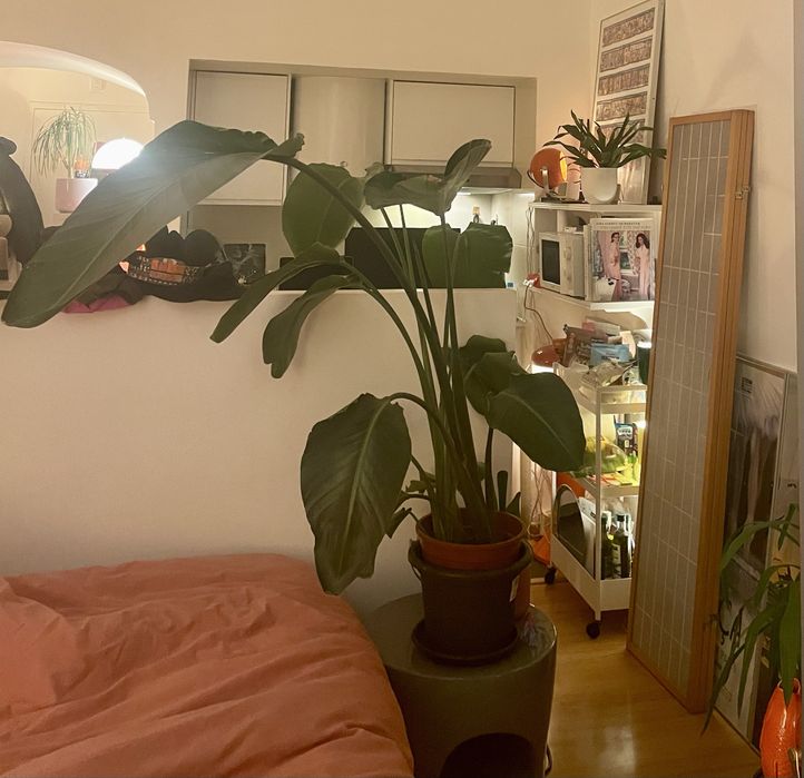 Bird of Paradise Strelitzia Potted Plant Estrelicia interior Design