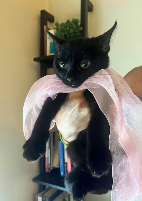 Gatinha para adoção responsável