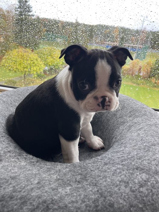 Boston Terrier - uroczy  szczeniaczek gotowy do odbioru