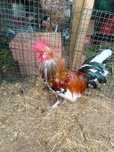 Troco galo coquicho / garnize