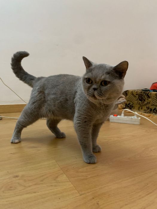 British shorthair adopção responsável