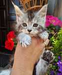 Maine Coon,  rodowód FPL,  kotka