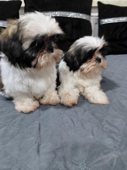 Śliczny piesek Shih tzu tri color