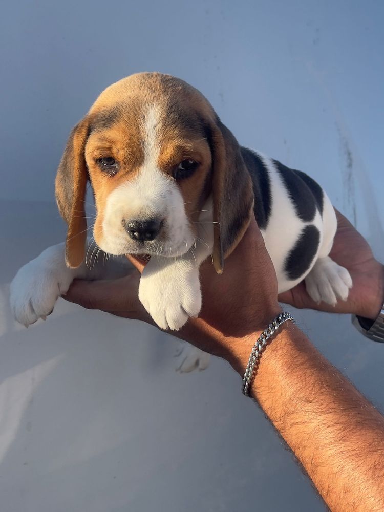 Beagle Tricolor Femea  2 meses