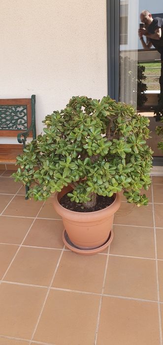Planta ou árvore de Jade