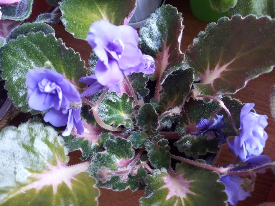 Продажа красивых фиалок