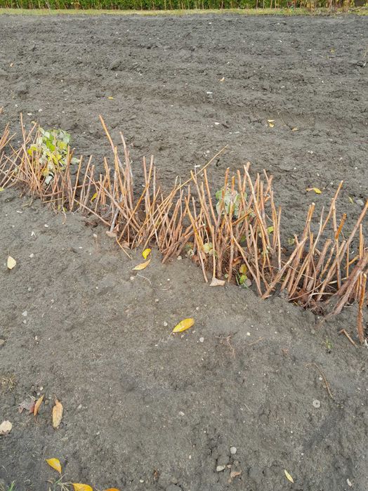 Sadzonki maliny polonez